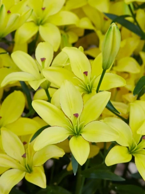 Lilies Yellow Cocotte, 7 Roots