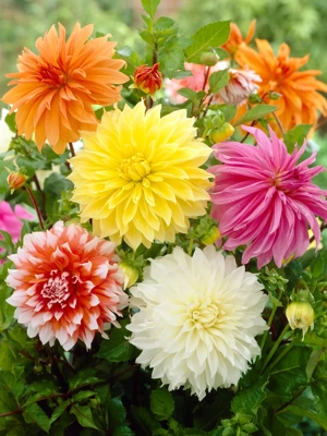 How to Grow Dahlias | Gardener's Supply