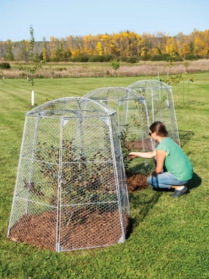 Tall Chicken Wire Critter Fence with Gate