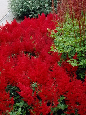 Astilbe Red Sentinel, 5 Roots