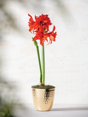 Christmas Star amaryllis 