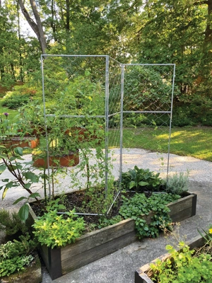 Chicken Wire Pea Trellis