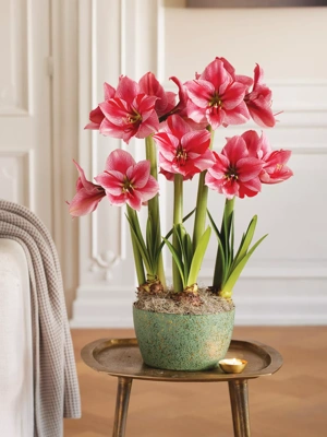 Gervase Potted Amaryllis Trio