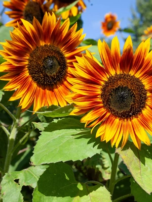 Velvet Queen Sunflower Organic Seeds