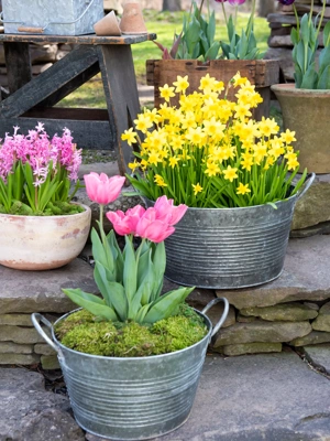 Galvanized Wash Basin Planters, Set of 2