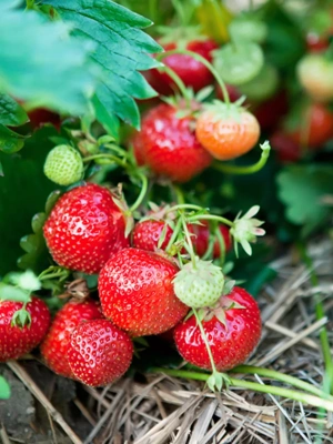 Strawberries Ever Sweet, 20 Roots