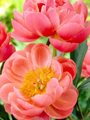 Peony Coral Charm, 3 Roots
