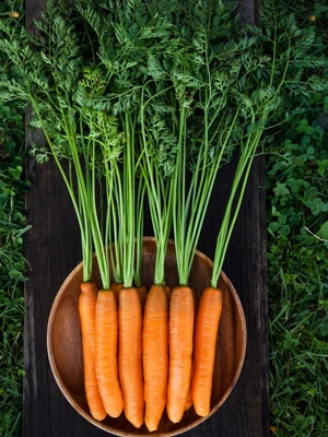 Yaya F1 Carrot Organic Seeds