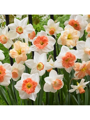 Van Zyverden Daffodils Pink Mixture Set of 25 Bulbs