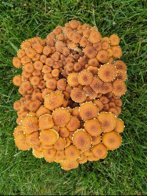 BaltiSpore Chestnut Mushroom Grow Kit