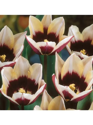 Van Zyverden Tulips Chansonnett Set of 12 Bulbs