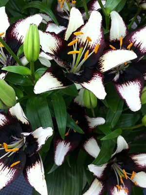 Lilies Asiatic Black Eye, 7 Bulbs