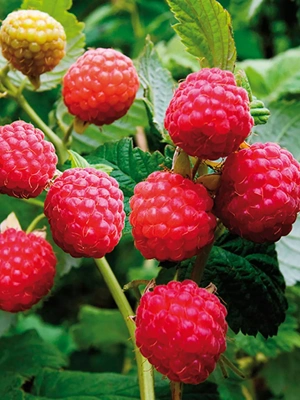 Raspberry Latham Red, 1 Plant