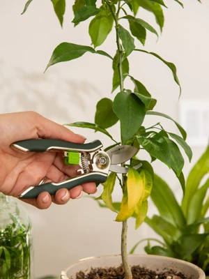 Houseplant Pruner