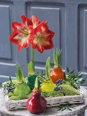 Easy Care Waxed Amaryllis Color Mix