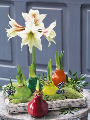 Easy Care Waxed Amaryllis Color Mix