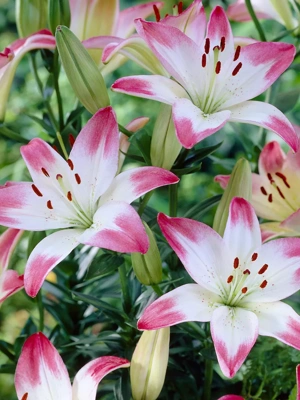 Lilies Asiatic Lollypop, 7 Bulbs