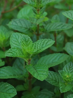 How to Plant and Grow Spearmint