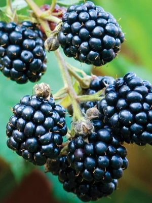 BlackBerry Thornless Triple Crown, 1 Plant