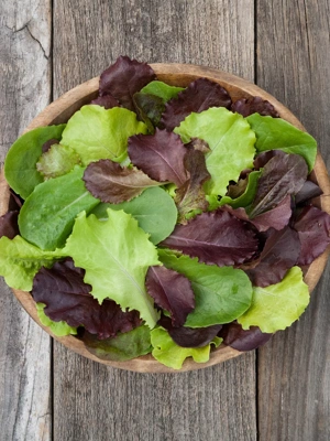 Yankee Hardy Blend Lettuce Organic Seeds