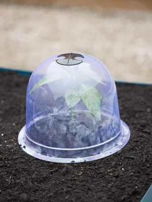 Medium Garden Cloches, Set of 6