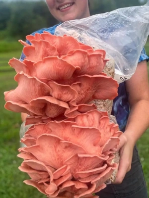 BaltiSpore Pink Oyster Mushroom Grow Kit
