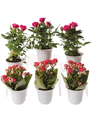 Flowering Terrarium Plant Collection, Set of 6