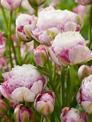Van Zyverden Double Surprise Tulip Bulbs, Set of 12