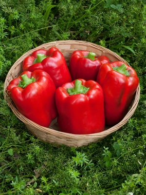 California Wonder Sweet Pepper Organic Seeds