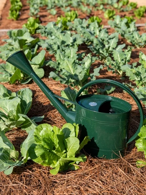 Long Reach Watering Can, Large