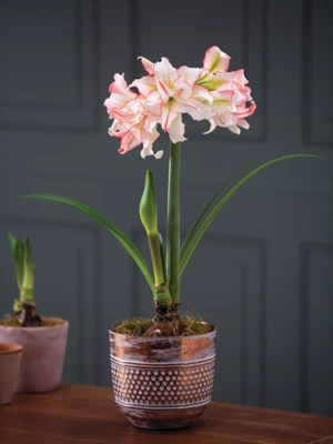 Harlequin Potted Amaryllis