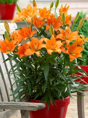 Lilies Orange For Patio and Containers, 7 Roots