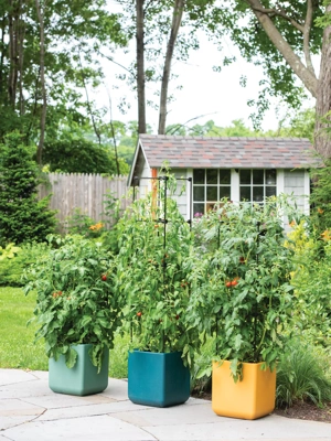 Titan Tomato Self-Watering Grow Bag & Trellis, Gardeners.com