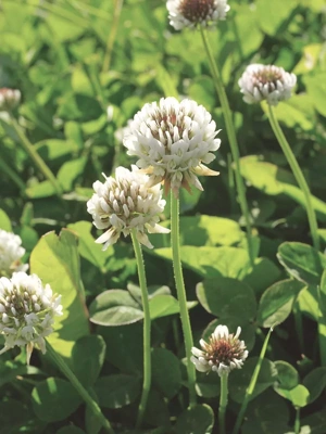 White Clover Seed, 1/2 Lb.