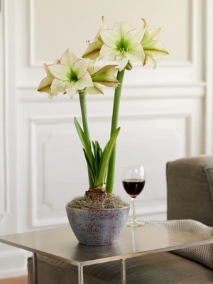 Lemon Cream Potted Amaryllis