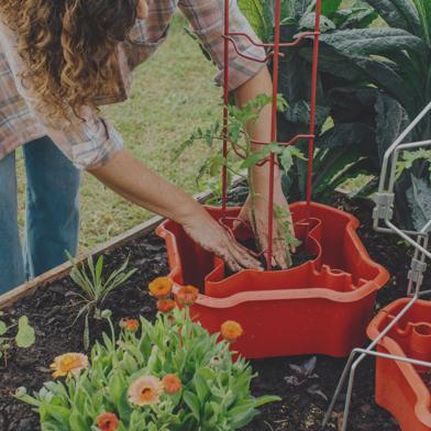 Woman patting soil into Deluxe Tomato Halo with red Tomato Ladder in middle of Halo