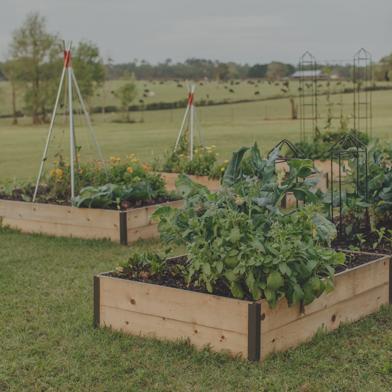 Several Deep Root Raised Beds with flowers and vegetables growing in them on grassy lawn