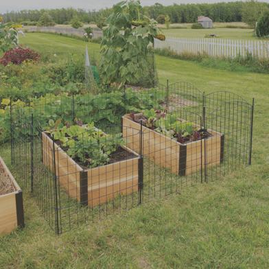 6 Panel Critter Fence around wooden raised beds with vegetables growing in them