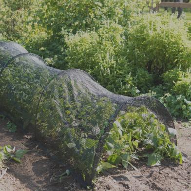 Shade Tunnel protecting crops in sunny garden bed