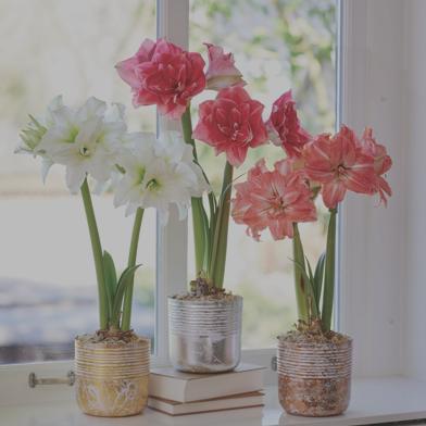 The Bella Amaryllis Collection in full bloom on a windowsil