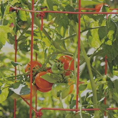 Red Tomato Tower with tomatoes growing inside