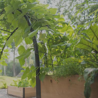 Arch Trellis for 2'x8' Planter Box connecting two 2'x8' Planter Boxes with green leafy vines growing over trellis and greens growing in planters