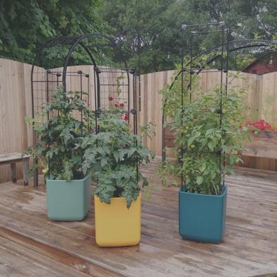 Three Oasis Self Watering Tomato Planter with Trellis in a backyard garden
