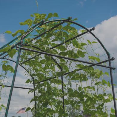 Titan Squash Tunnel with squash vines growing on it and blue sky in background