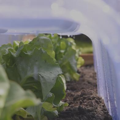 Closeup of Cool Weather Row Cloches Set over lettuce plants in garden bed