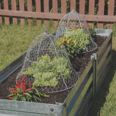 Two Galvanized Chicken Wire Cloches covering crops in metal raised garden bed