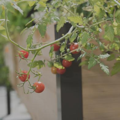 Elevated Planter Box with tomatoes overflowing on branches