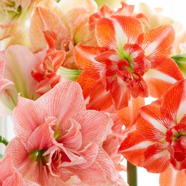 Amaryllis & Flowers