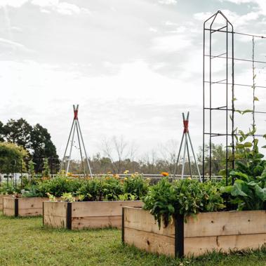 Raised Beds