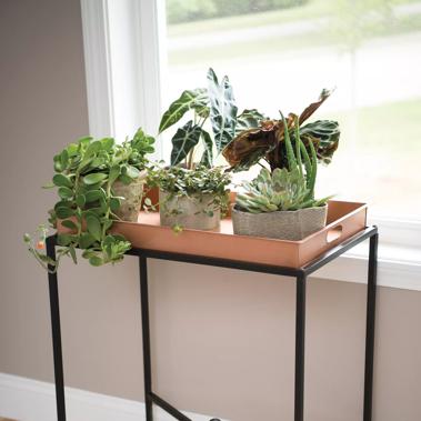 Plant Stands, Caddies & Trays